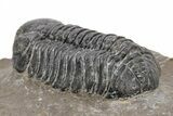 Detailed Austerops Trilobite - Ofaten, Morocco #216574-3